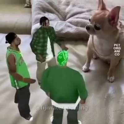 Top 5 perros mas MAKAKOS de la historia