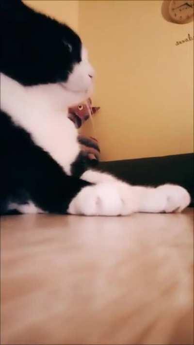 Gato do Vinicinho no passinho