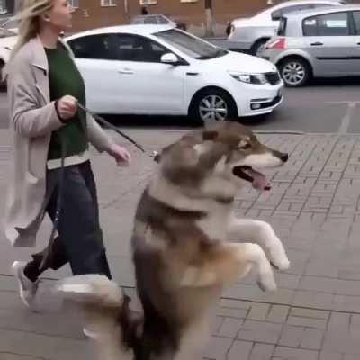 Let me show you a new trick