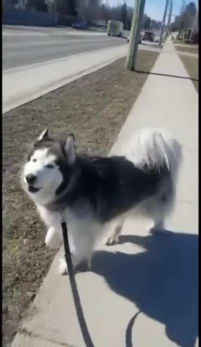 To imitate the ambulance