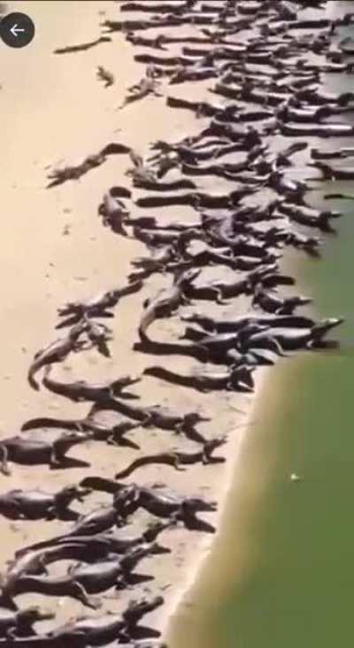 Dangerous Brazilian Beach 😳