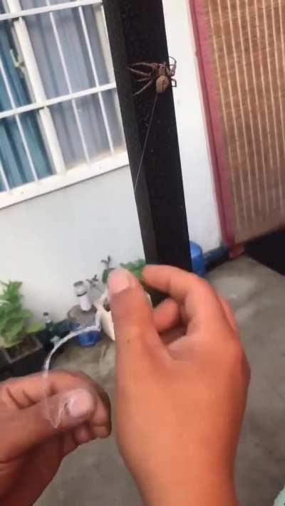 Question: How do you milk a spider?