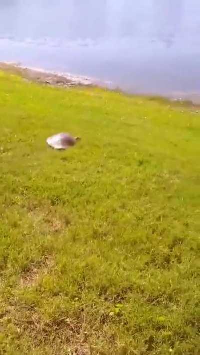 Soft-shelled turtles: Hitting speeds up to 15 mph