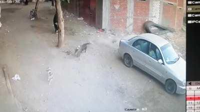 Кот спасает ребенка от собаки