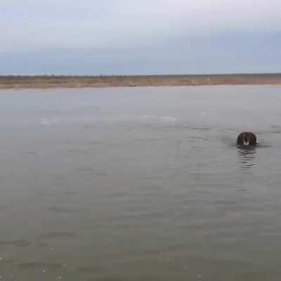 Is there a terrain where humans can outspeed a bear?