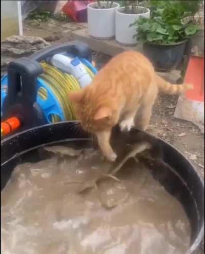 Someone help! He dropped his braincell!