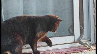 🔥 Snake on a Pane