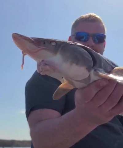 what kind of fish is that