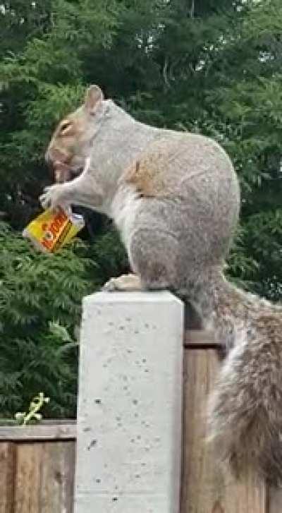 A Squirrel has been stealing my chocolate for months