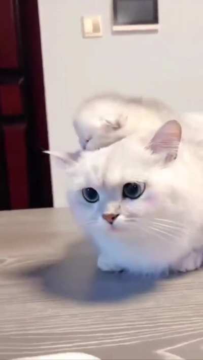 Molly is riding her mom and feeling great about herself