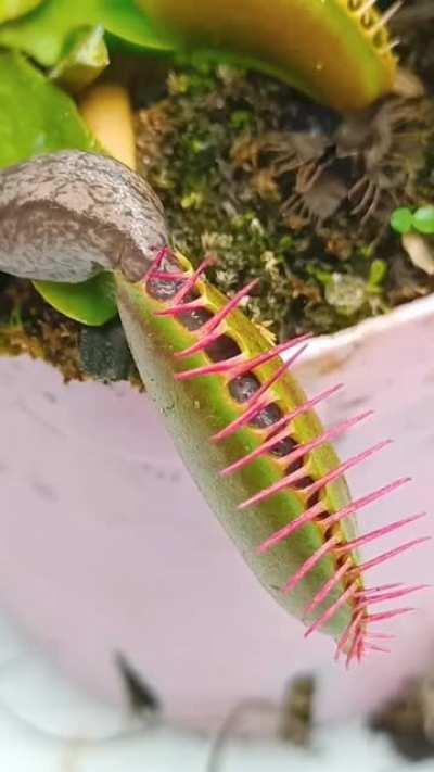 Get jerbaited, Venus fly trap
