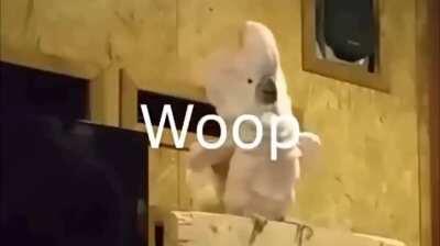 Bird went from docile to American real fast.