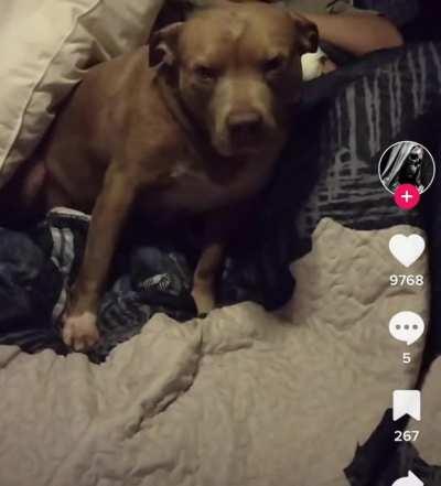 Owner claims “protection” after deadly pit bull attack