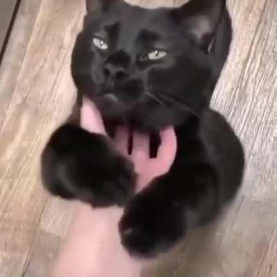Black cats really do bring good luck, look him face !