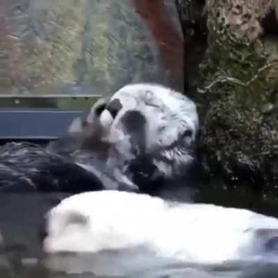 Otters are the cutest animals (empow.io)