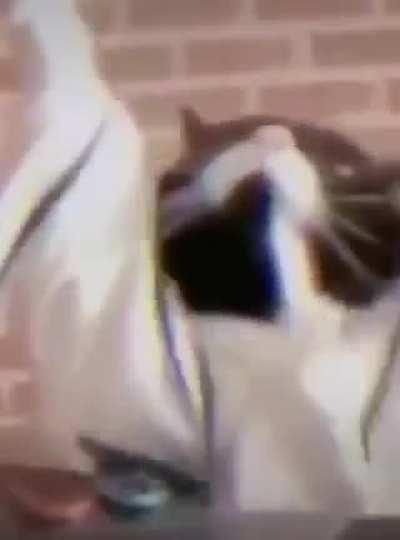 شامبو شامبو