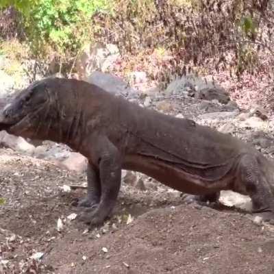 Komodo dragon swallows an entire goat