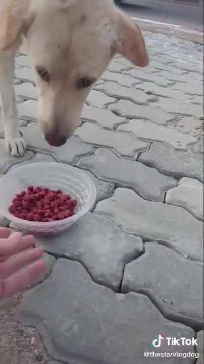 Every dog is a good boy/girl