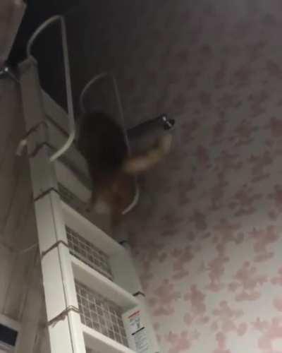 Bounce bounce bounce