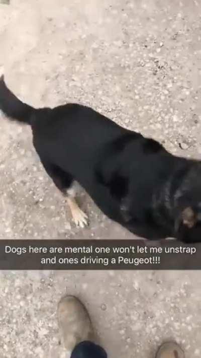 Собачье сумашествие: одна не отдаёт диван, другая разъезжает на Пежо.