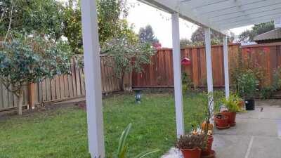 Backyard Rain, Bay Area