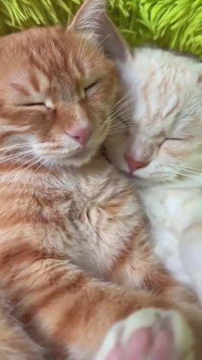 They talk in their sleep