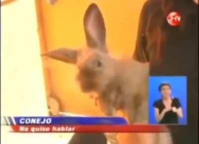 El conejo que no quiso hablar con una periodista por ser una noticia 