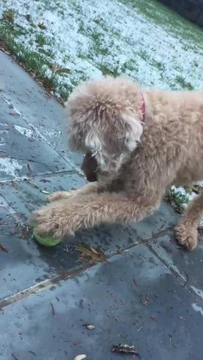 His ball froze to the ground and he didn’t understand why he couldn’t grab it