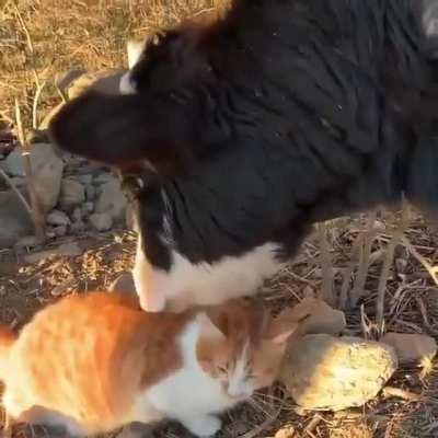 Cat AND Cow Forever Love!
