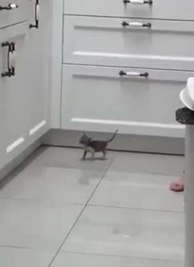 To jump on to the kitchen unit