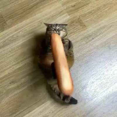 BIG FLOOFY CAT WANNA HUG Wnna HUG