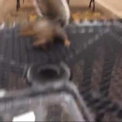 Squirrels are the best