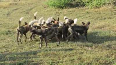 African Wild Dogs/Land Piranhas turn a live Warthog into scraps