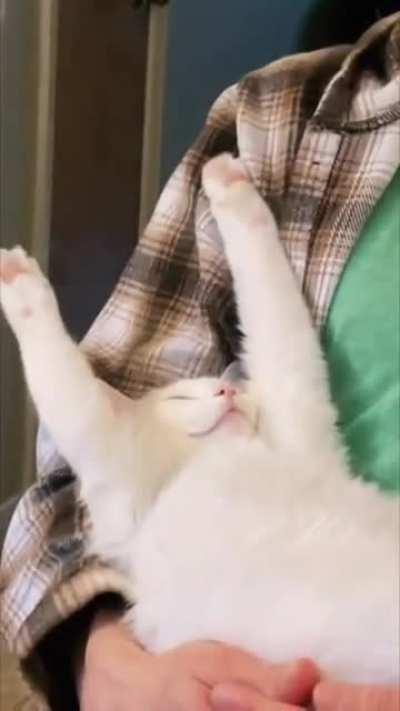 Cat Sleeping Deeply as It Lays on Guy’s Lap With Both Hands up While Another Guy Comments