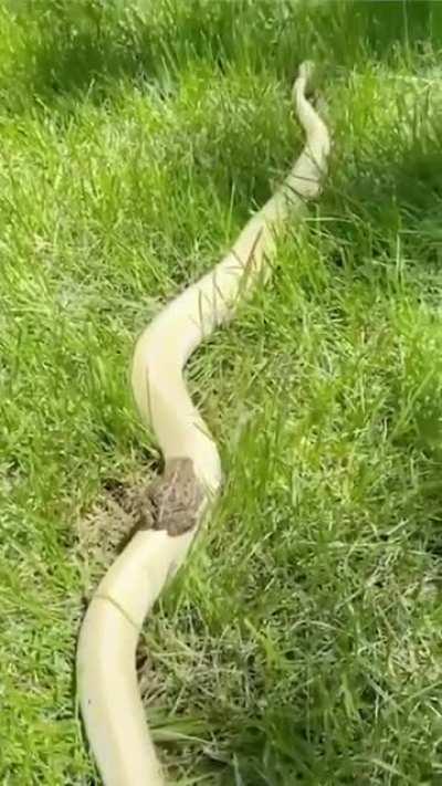 A frog riding a snake
