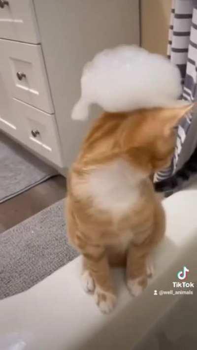 Cat so confused 🤣🤣🤣