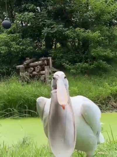 Actual size of a Pelican's mouth