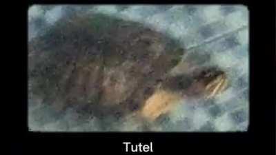 Tutel