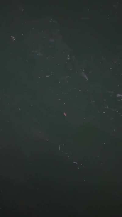 In South Korea and saw this by a pier… what is it?