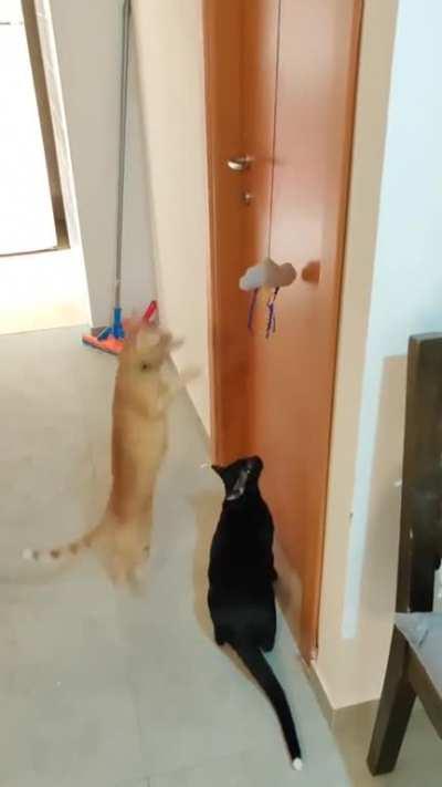 Startled by the lack of braincells