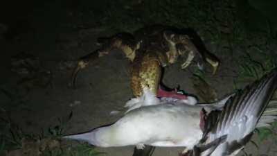 Всё как обычно, кто-то кого-то ест