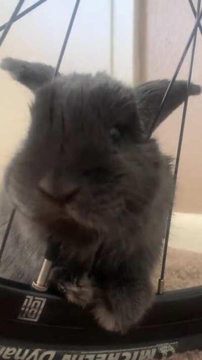 Wholesome little guy🌿