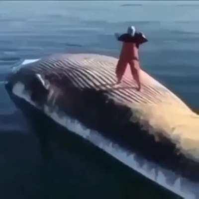 i got banned in r/shitposting for posting nicado avocados asshole