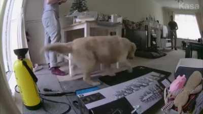 George did not like the Christmas tree box being on top of his mat!