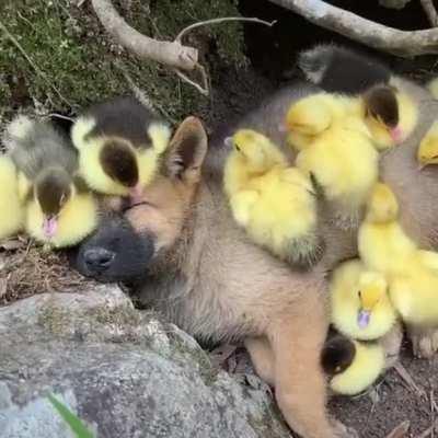 Puppy thinks he's one of them...