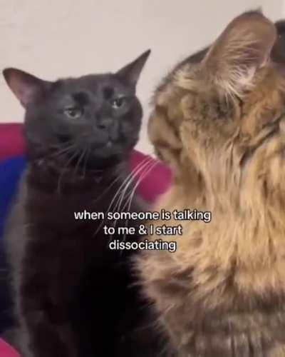 This cat is literally me