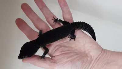 Our new male pure Holland line Black Night coming in from the Netherlands in a few weeks 😍