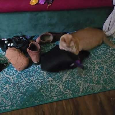 When your bra is so big your fattest cat likes to hide in it while playing....