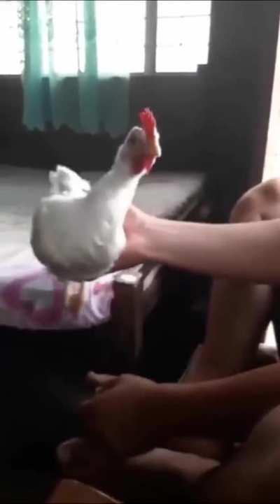 Galo estabilizado foda-se