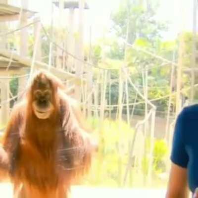 This orangutan knows something